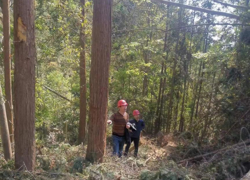 “兩節”前夕，“綠盾”行動——福建金森嚴格把關林木采伐施工